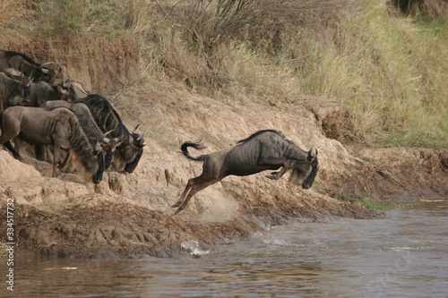 wildebeest in the serengeti tanzania africa