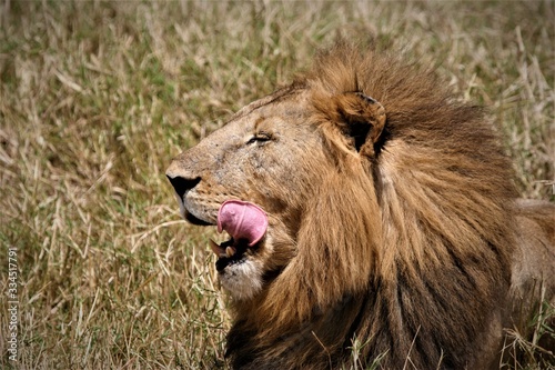 lion licking his mouth on the side