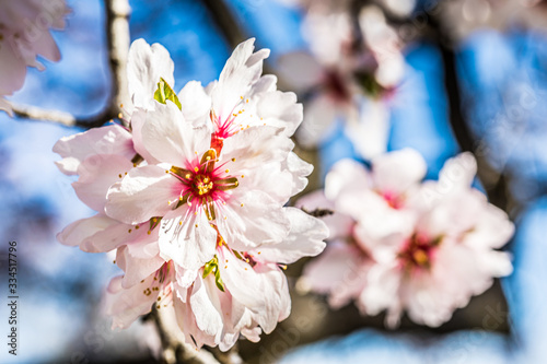 Almonds blossom in Madrid (Quinta de los Molinos Park) (ID: 334517796)