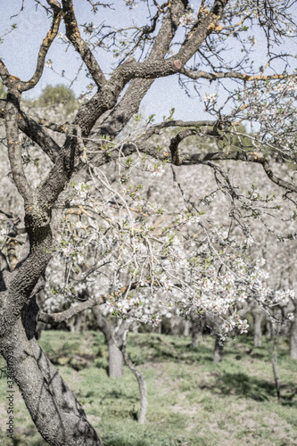 Almonds blossom in Madrid (Quinta de los Molinos Park) (ID: 334517930)