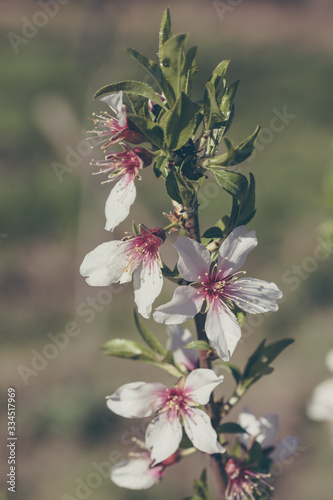 Almonds blossom in Madrid (Quinta de los Molinos Park) (ID: 334517969)