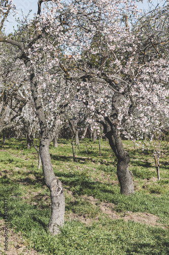 Almonds blossom in Madrid (Quinta de los Molinos Park) (ID: 334517971)