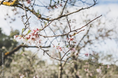 Almonds blossom in Madrid (Quinta de los Molinos Park) (ID: 334518105)