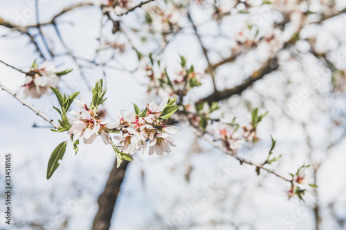 Almonds blossom in Madrid  Quinta de los Molinos Park 