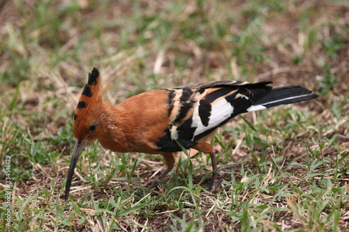 African hoopoe bird looking for insects