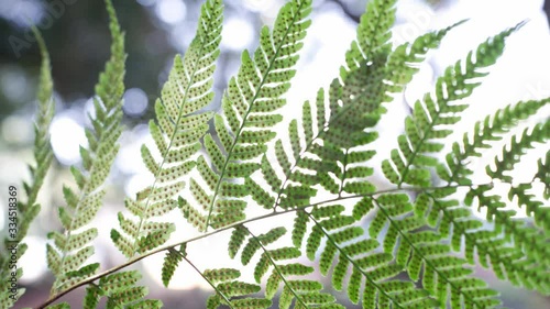nature