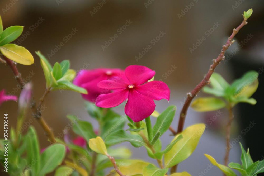 Obraz premium Side view of beautiful pink color catharanthus flowers