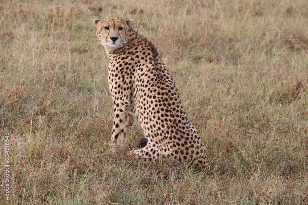 cheetah adult looking at the camera cheetah adult looking at the camera