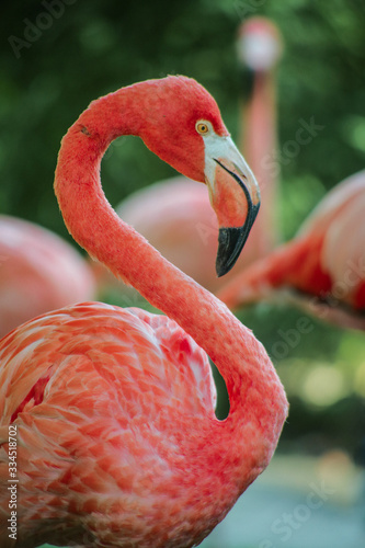 Flamant rose, ménagerie du jardin des plantes, paris