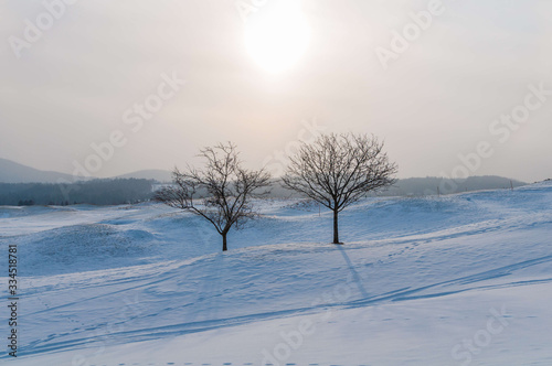 Barren trees on a snow covered landscape