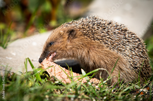 Ein Igel zeigt die Igelzähne, photo