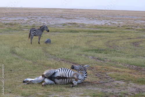 Mother zebra lying down to give birth