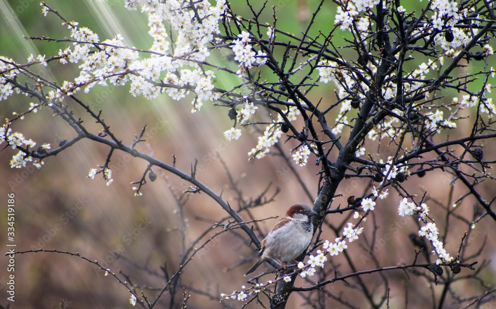 Early spring. Flowering tree and a small bird. Sparrow Early spring. Flowering tree and a small bird. Sparrow
