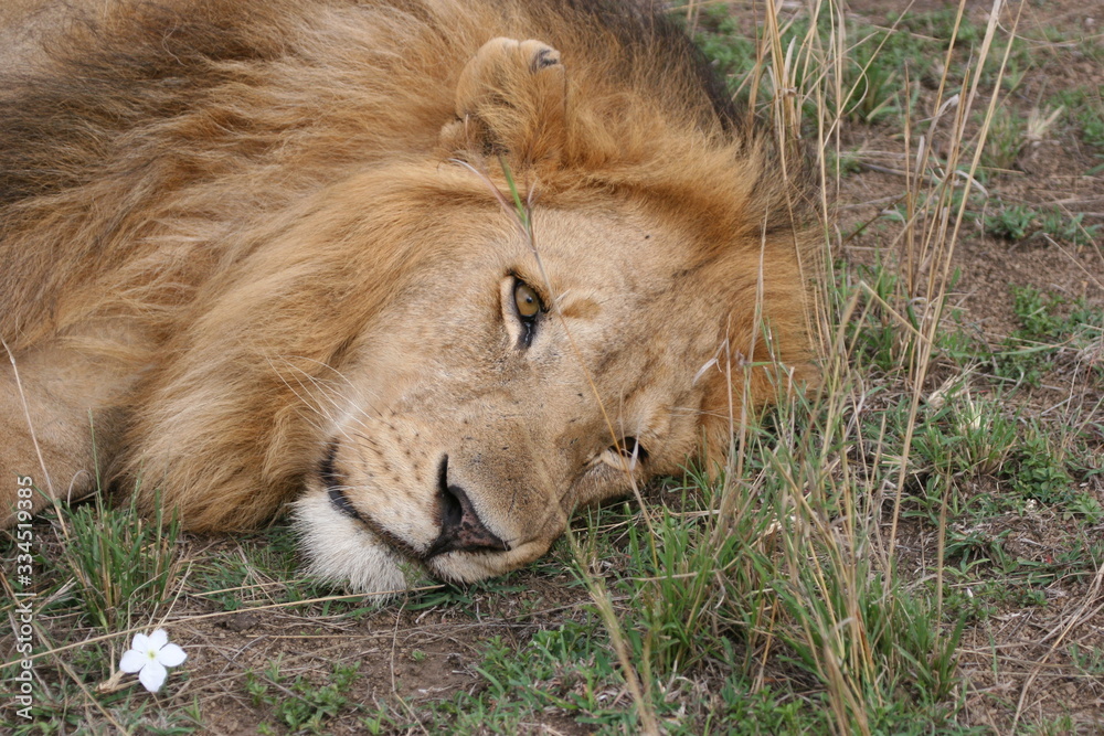 Naklejka premium lion in the grass