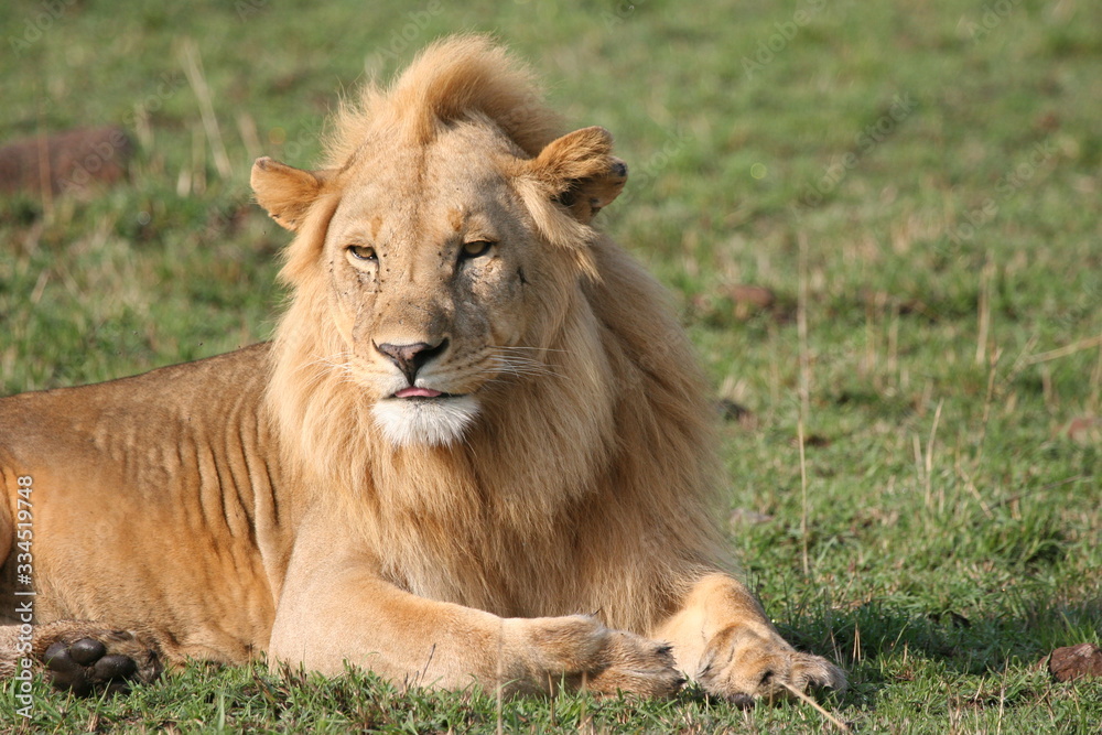 male lion with brown manes