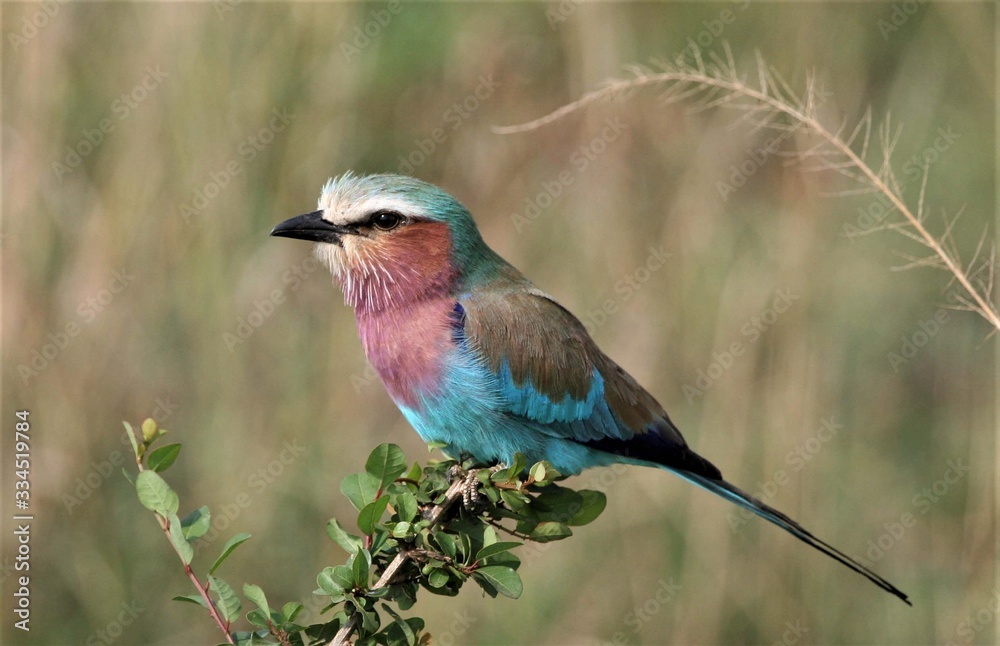 Fototapeta premium lilac breasted roller