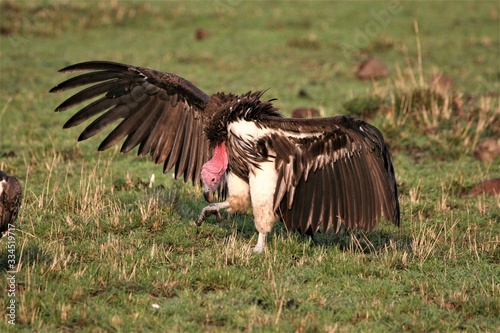 lappet faced vulture ready for a fight photo