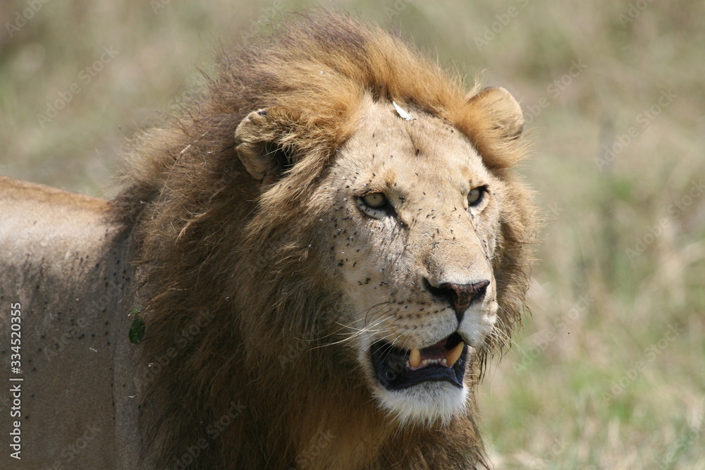 close up of the head of a lion