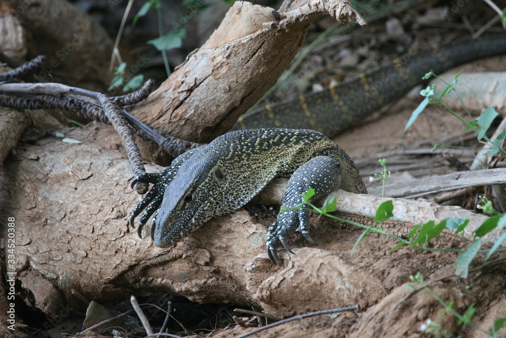 monitor lizard climbing up a tree monitor lizard climbing up a tree