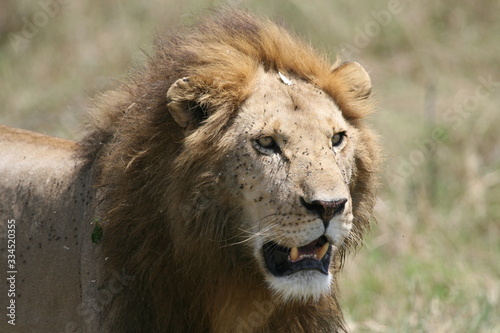 close up of the head of a lion