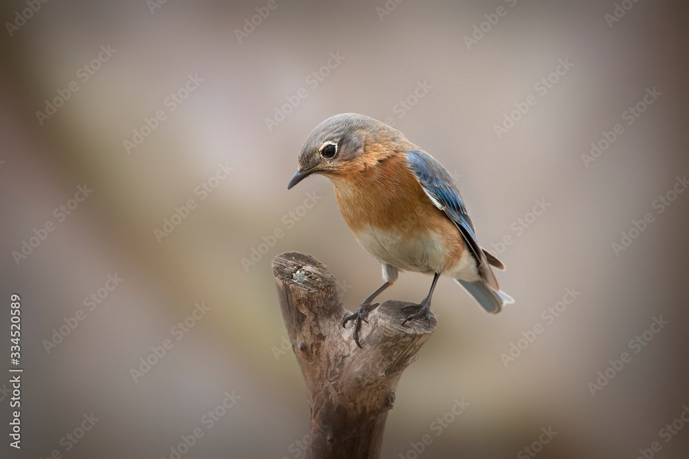 Fototapeta premium 28076