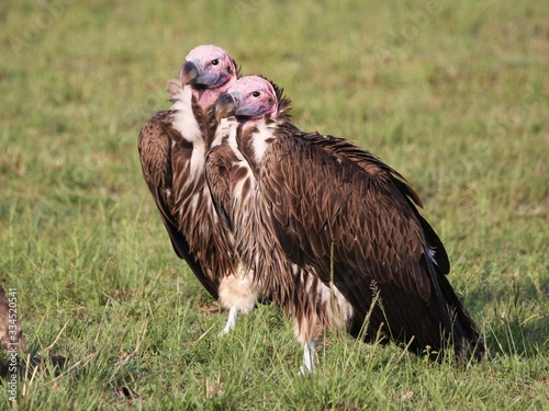 lappet faced vultures the largest vultures in the wild