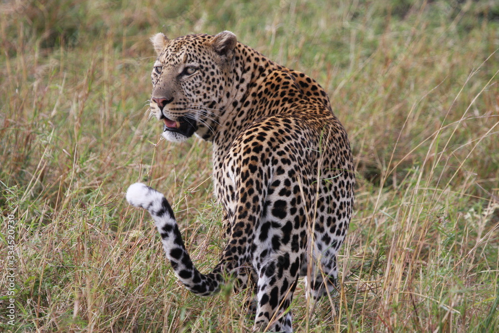 leopard looking back but walking forward leopard looking back but walking forward