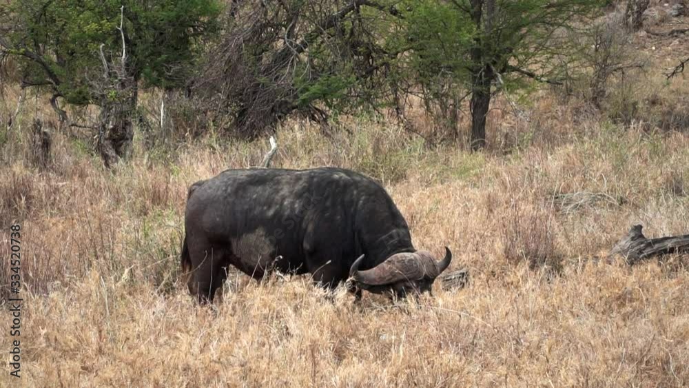 African Buffalo eating Serengeti Tanzania African Buffalo eating Serengeti Tanzania