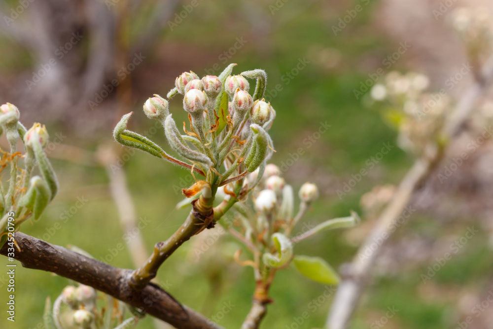 Peach at The Beginning of Spring Blossom Peach at The Beginning of Spring Blossom