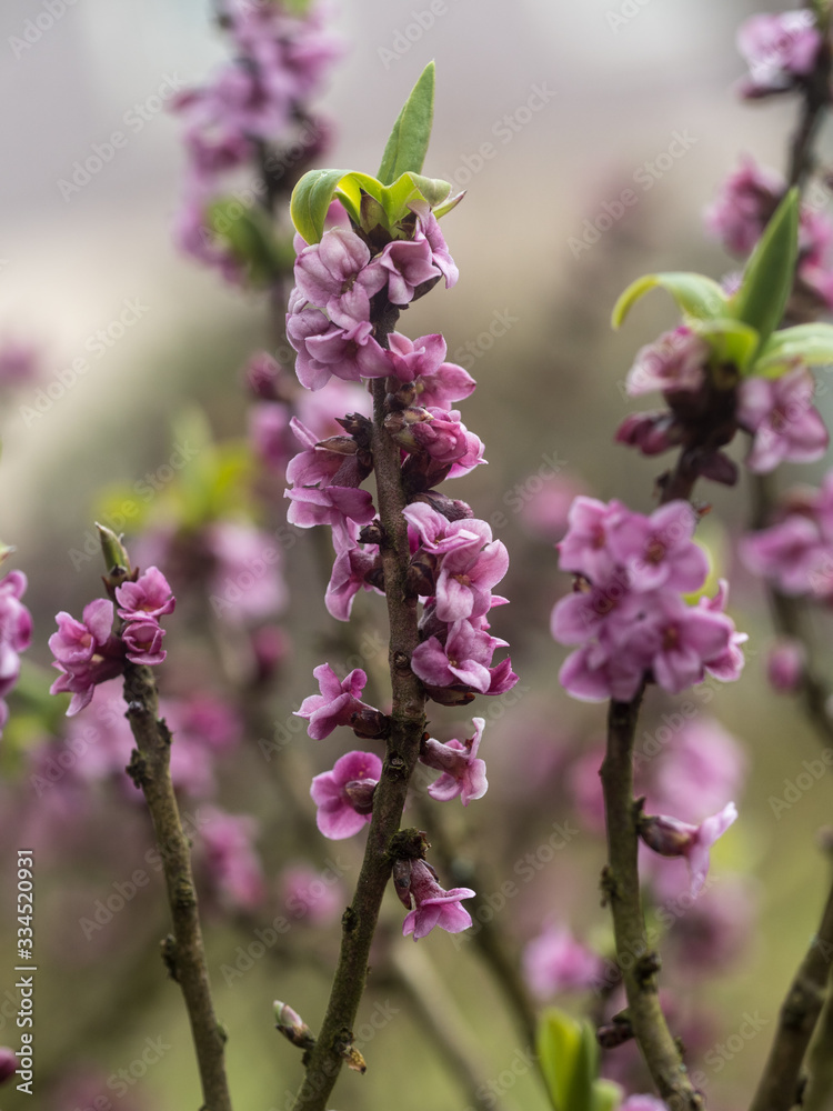 Violett blühende Blüten des Seidelbast an zahlreichen Zweigen und ersten grünen Blättern. Violett blühende Blüten des Seidelbast an zahlreichen Zweigen und ersten grünen Blättern.