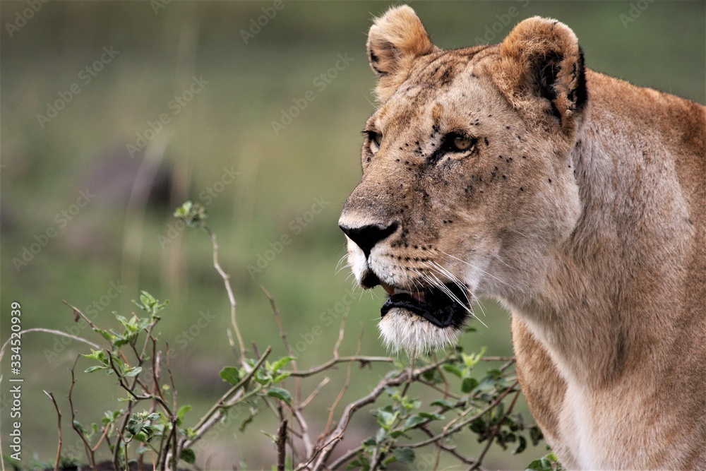 the head of a lioness looking serious the head of a lioness looking serious