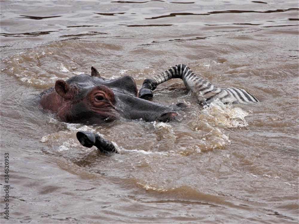 Fototapeta premium hippopotamus in water holding on a dead zebra