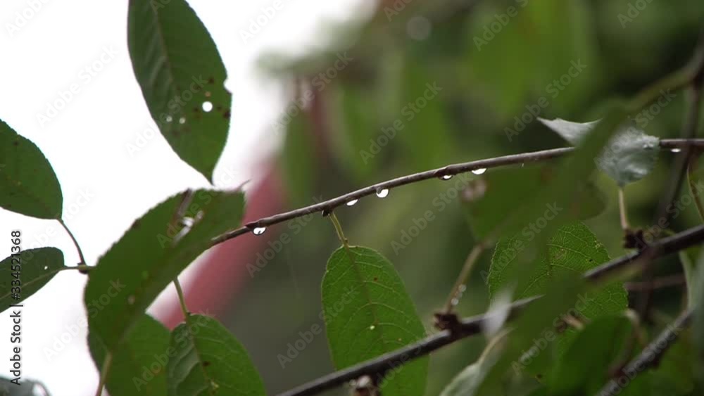 Green leaves in water droplets Green leaves in water droplets