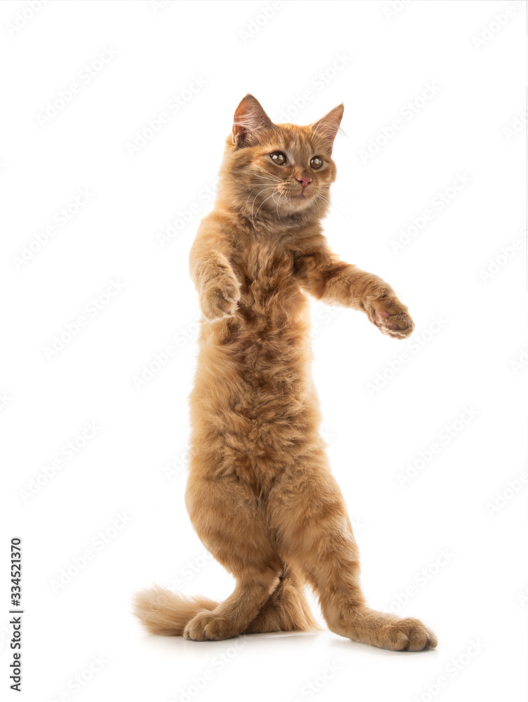 Fototapeta premium Orange cat standing on its hind legs isolated on a white background.