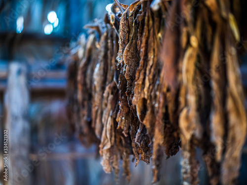 Photography Tobacco leaves drying in a air-curing barn in vinales, cuba