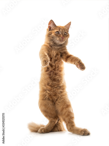 Orange cat standing on its hind legs isolated on a white background.