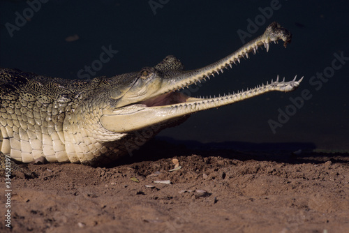 Gharial (Gavialis gangeticus) photo
