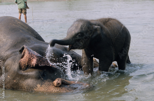 indian elephant © Ipman65