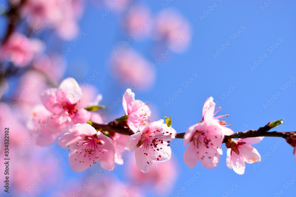 I fiori rosa e il cielo blu