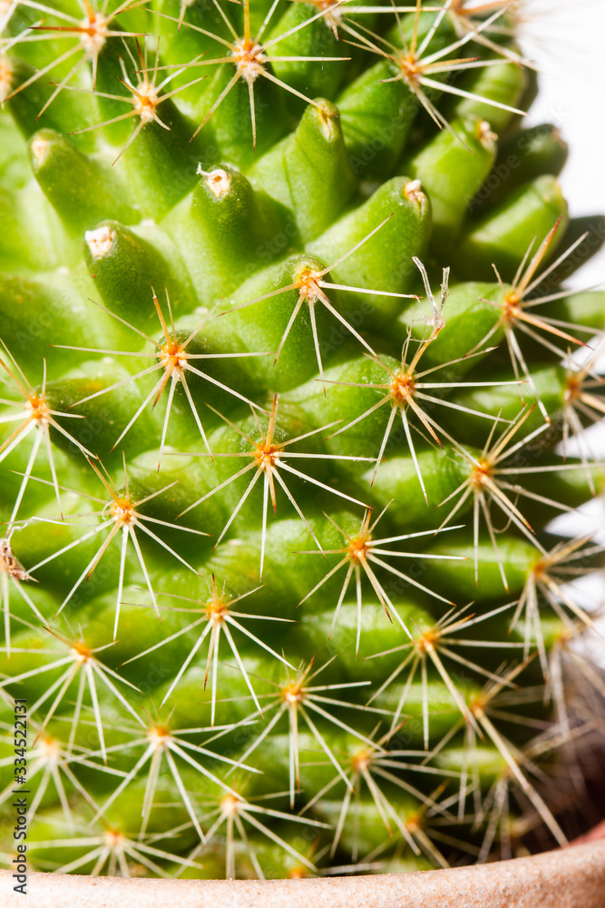 Succulent and cactus in pot Succulent and cactus in pot