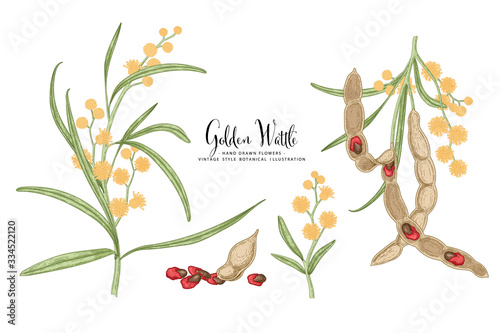Vector Sketch Golden Wattle (acacia pycnantha) decorative set. Flowers,Leaves,Pods. Hand Drawn Botanical Illustrations. Line art isolated on white backgrounds. Plant drawings. Retro style elements.