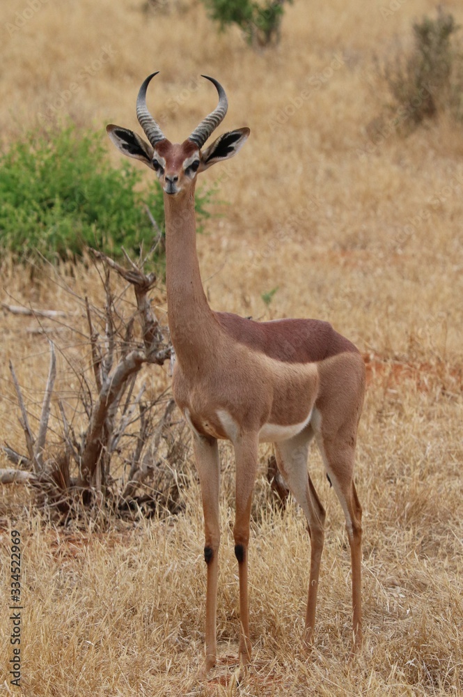 gerenuk antelop with a long neck like a giraffe