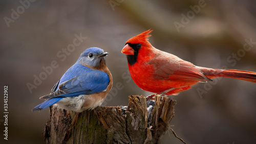 bluebird and cardinal together on perch photo