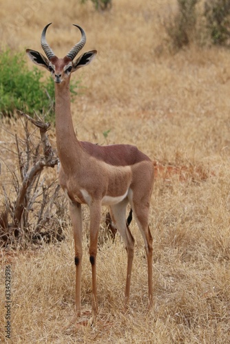 gerenuk antelope in the wild