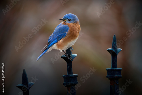 bluebird