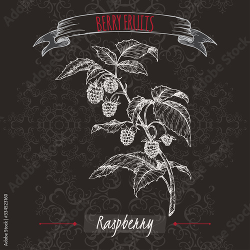 Red raspberry aka Rubus idaeus branch sketch on black background. Berry fruits series.