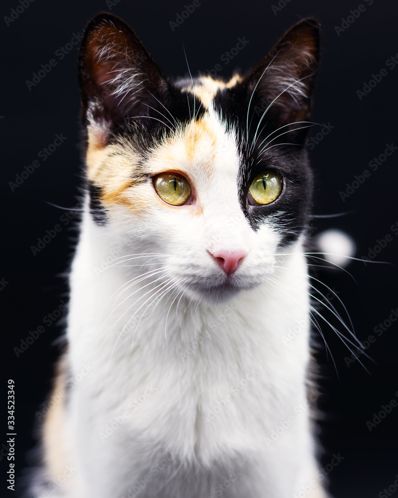 Portrait of a beautiful tricolor cat against a black background