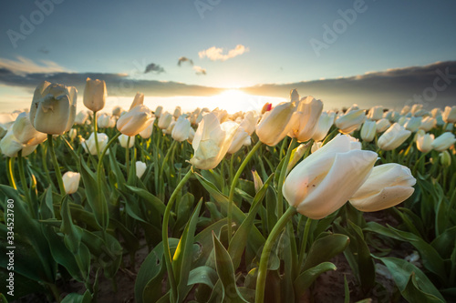 field with white tulips in sunshine photo