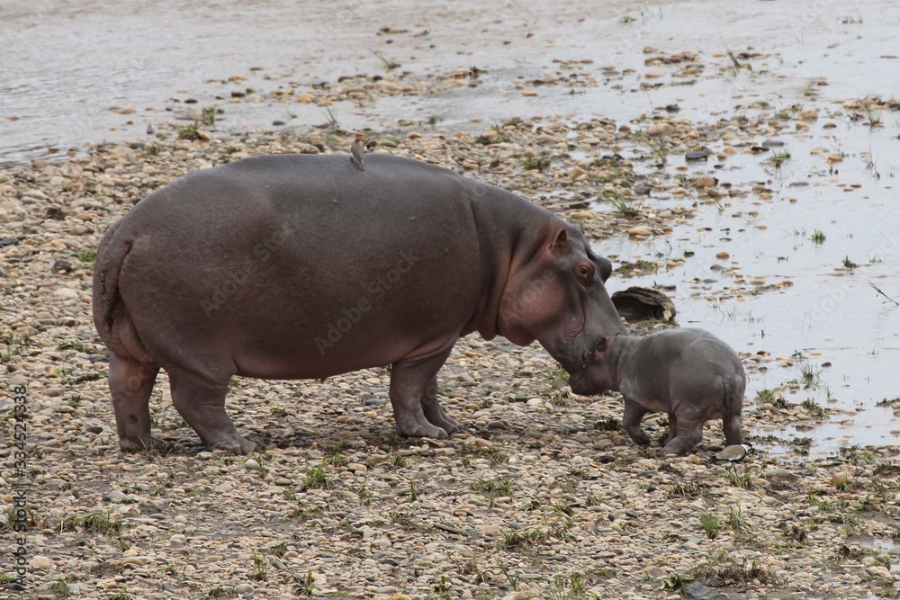 A hippo mother with a tiny baby A hippo mother with a tiny baby