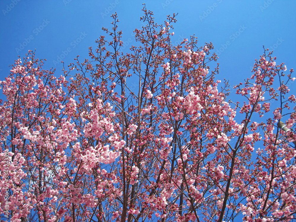 deep pink cherry blossoms